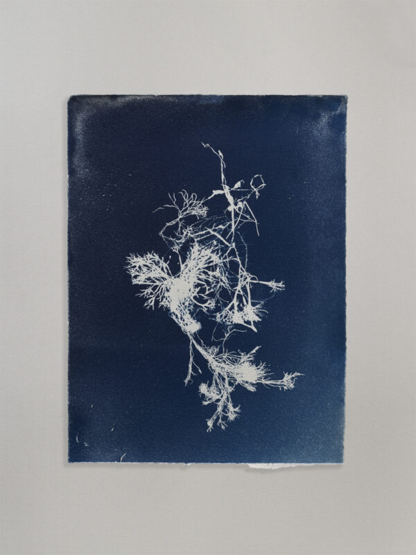 Anne Nowak - Blue Seaweed 03
