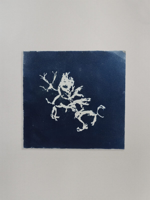 Anne Nowak - Blue Seaweed 05