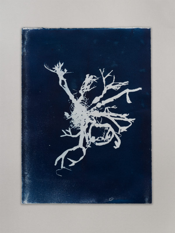 Anne Nowak -Blue Seaweed 06