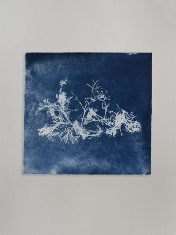 Anne Nowak - Blue Seaweed 07