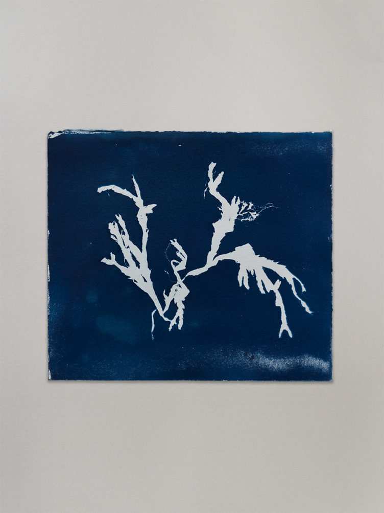 Blue Seaweed 04 - Original artwork by Anne Nowak curated by ALIUM