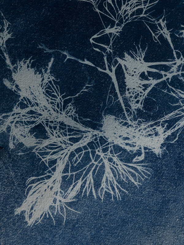 Anne Nowak - Blue Seaweed 03